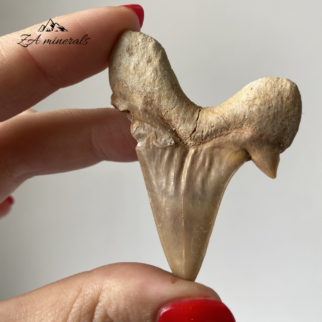 Fossilized Otodus obliquus Shark Tooth 0.018kg IY24