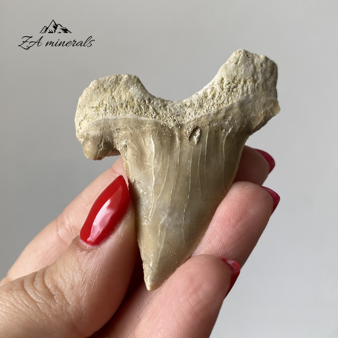 Fossilized Otodus obliquus Shark Tooth 0.025kg IY22