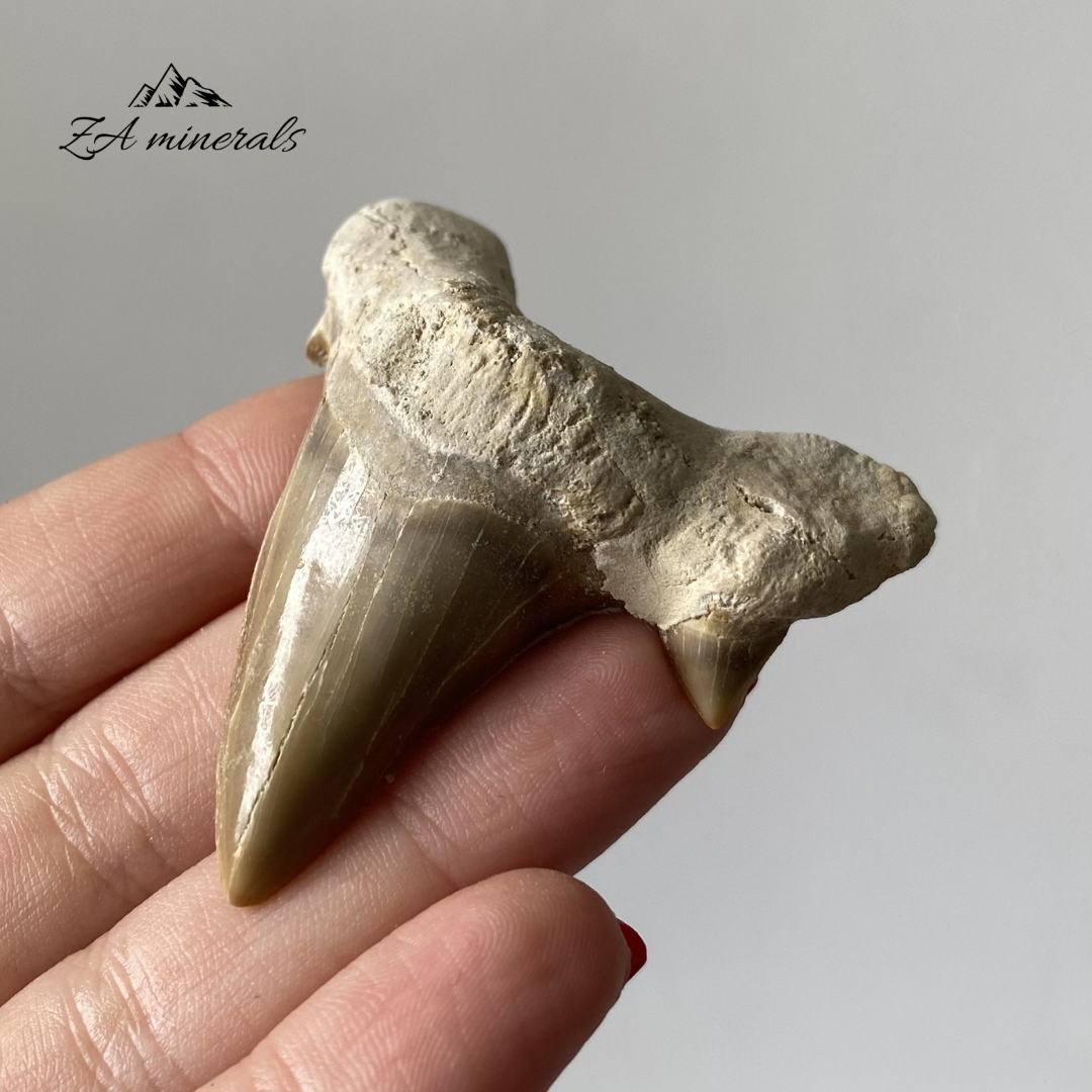 Fossilized Otodus obliquus Shark Tooth 0.022kg IY23