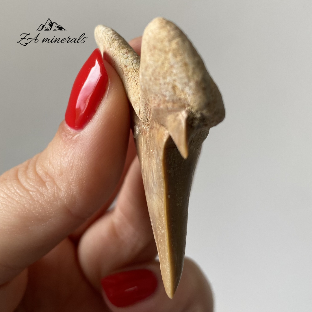 Fossilized Otodus obliquus Shark Tooth 0.018kg IY24