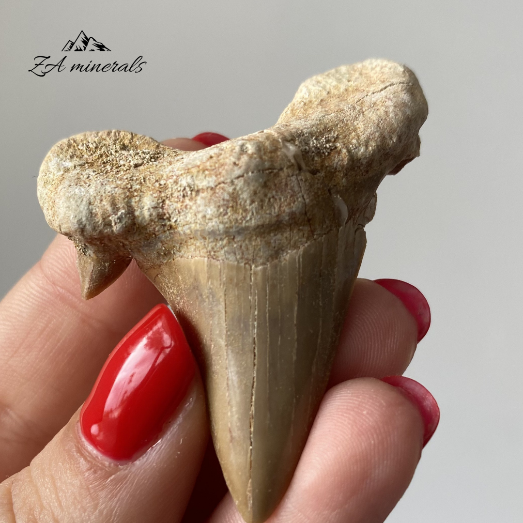 Fossilized Otodus obliquus Shark Tooth 0.018kg IY24