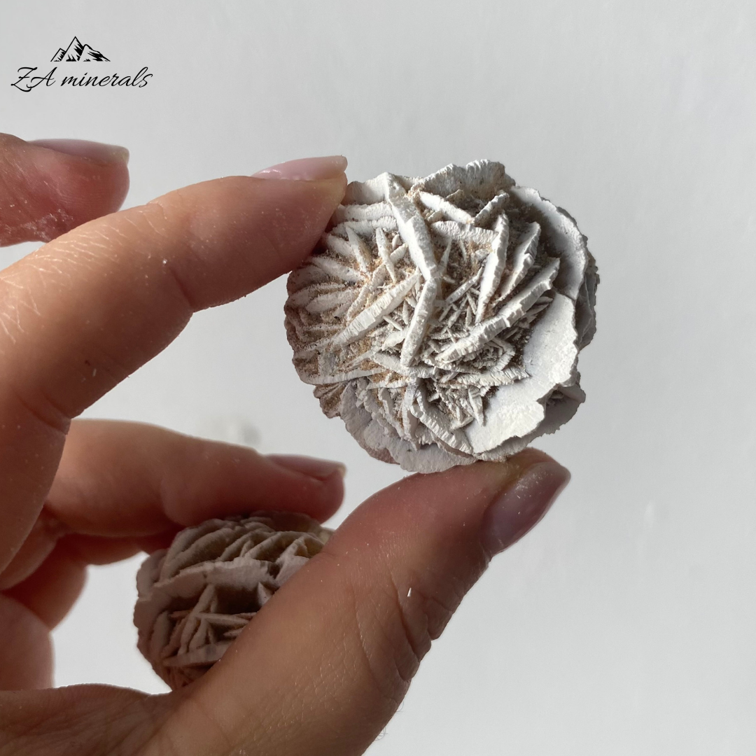 Two (2) Rosettes of Desert Rose. The gypsum crystals grow in a flattened, plate-like structure that radiates out from a central point, creating a shape that resembles a rose blossom.  Beautiful white edges due to heat treatment. Some of the blades are vitreous while most are matte. Sand grains are visible all over the piece.