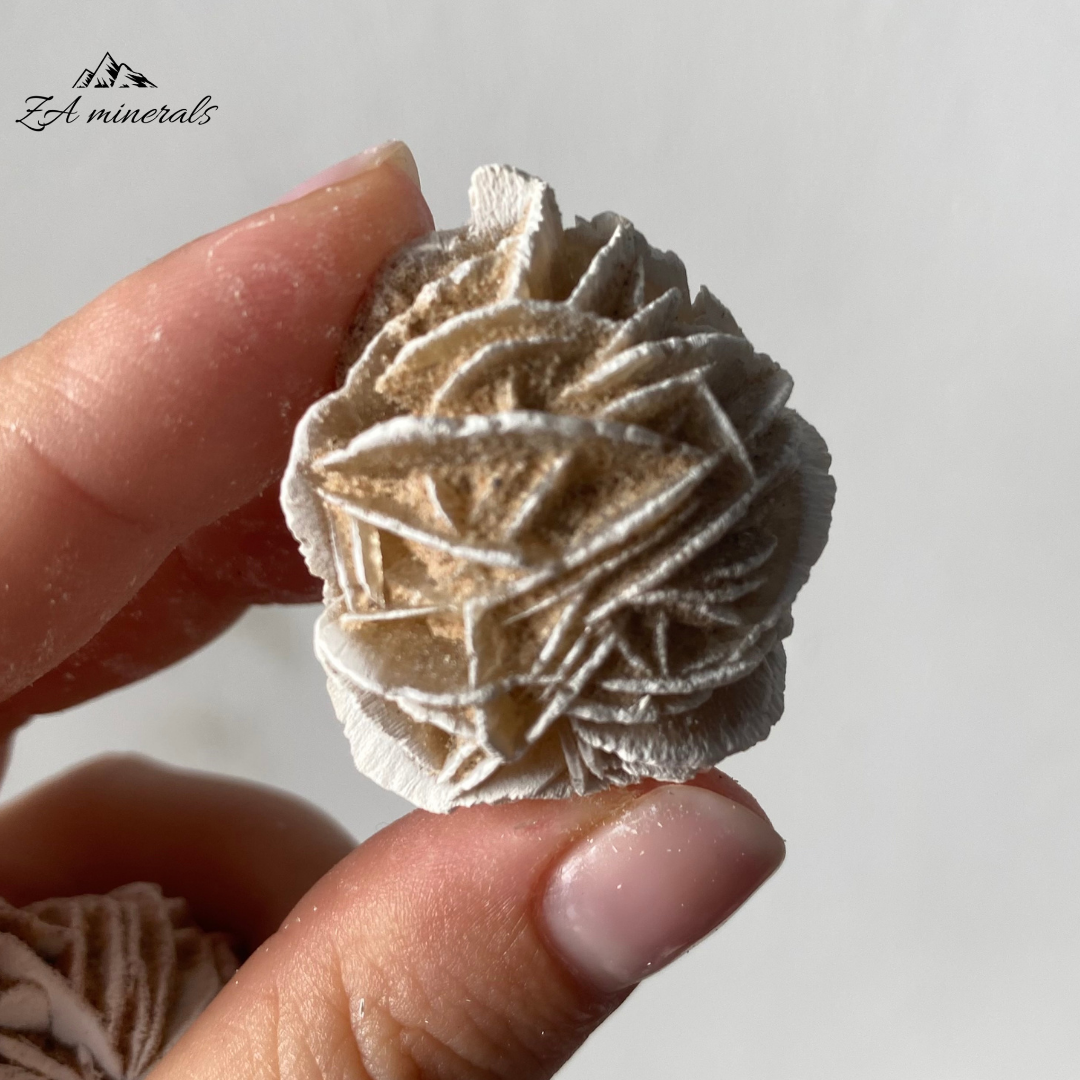 Two (2) Rosettes of Desert Rose. The gypsum crystals grow in a flattened, plate-like structure that radiates out from a central point, creating a shape that resembles a rose blossom.  Beautiful white edges due to heat treatment. Some of the blades are vitreous while most are matte. Sand grains are visible all over the piece.