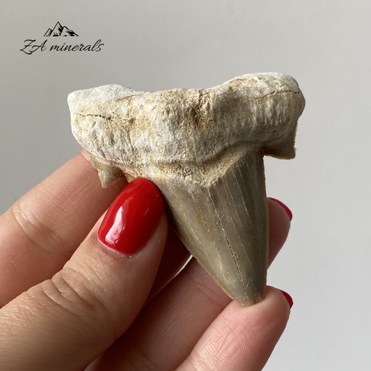Fossilized Otodus obliquus Shark Tooth 0.034kg IY21