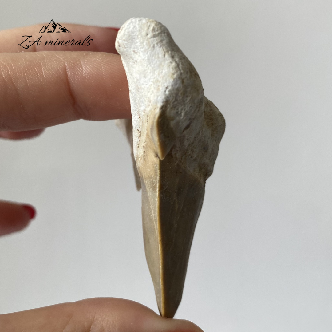 Fossilized Otodus obliquus Shark Tooth 0.034kg IY21