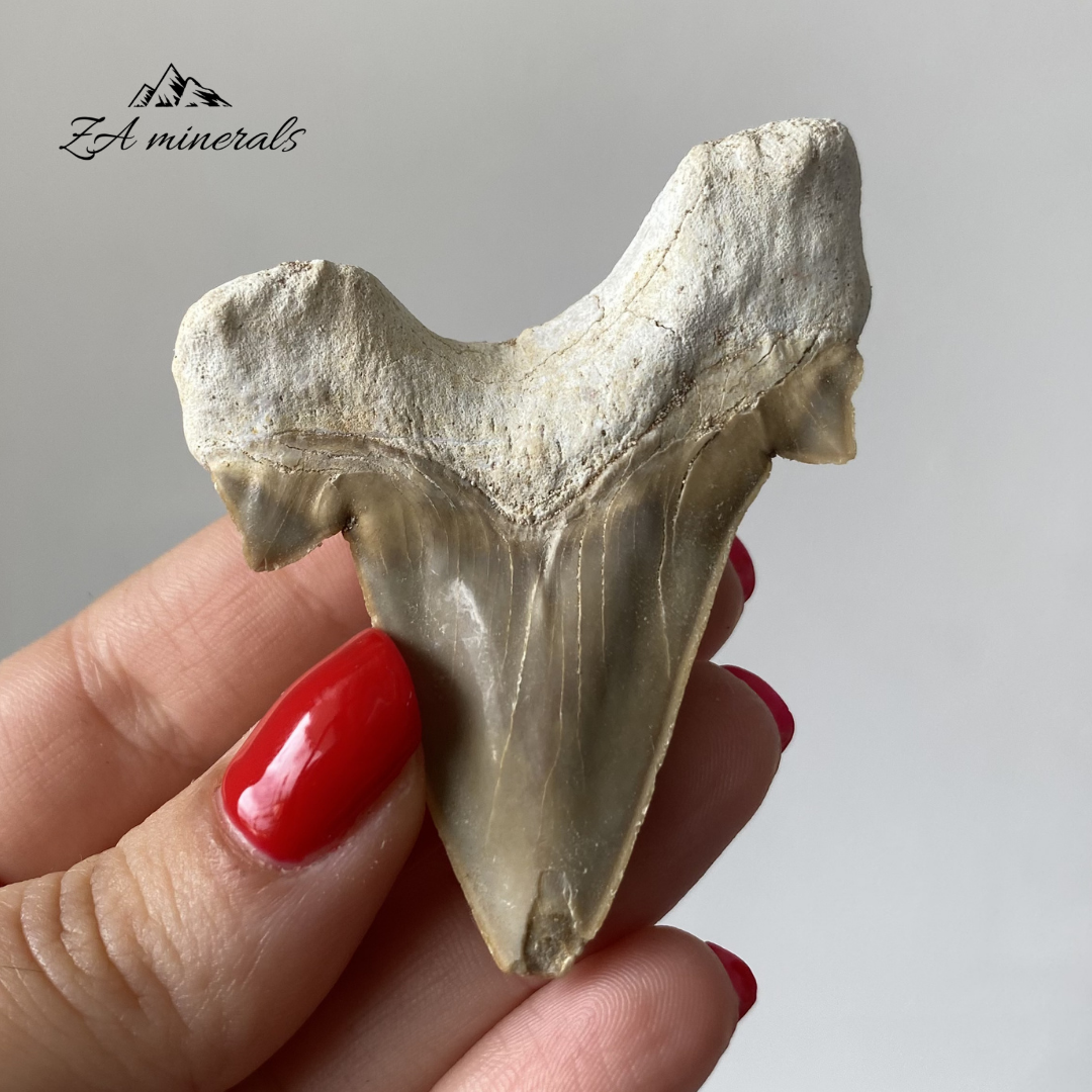 Fossilized Otodus obliquus Shark Tooth 0.034kg IY21