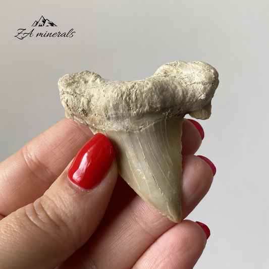 Fossilized Otodus obliquus Shark Tooth 0.025kg IY22