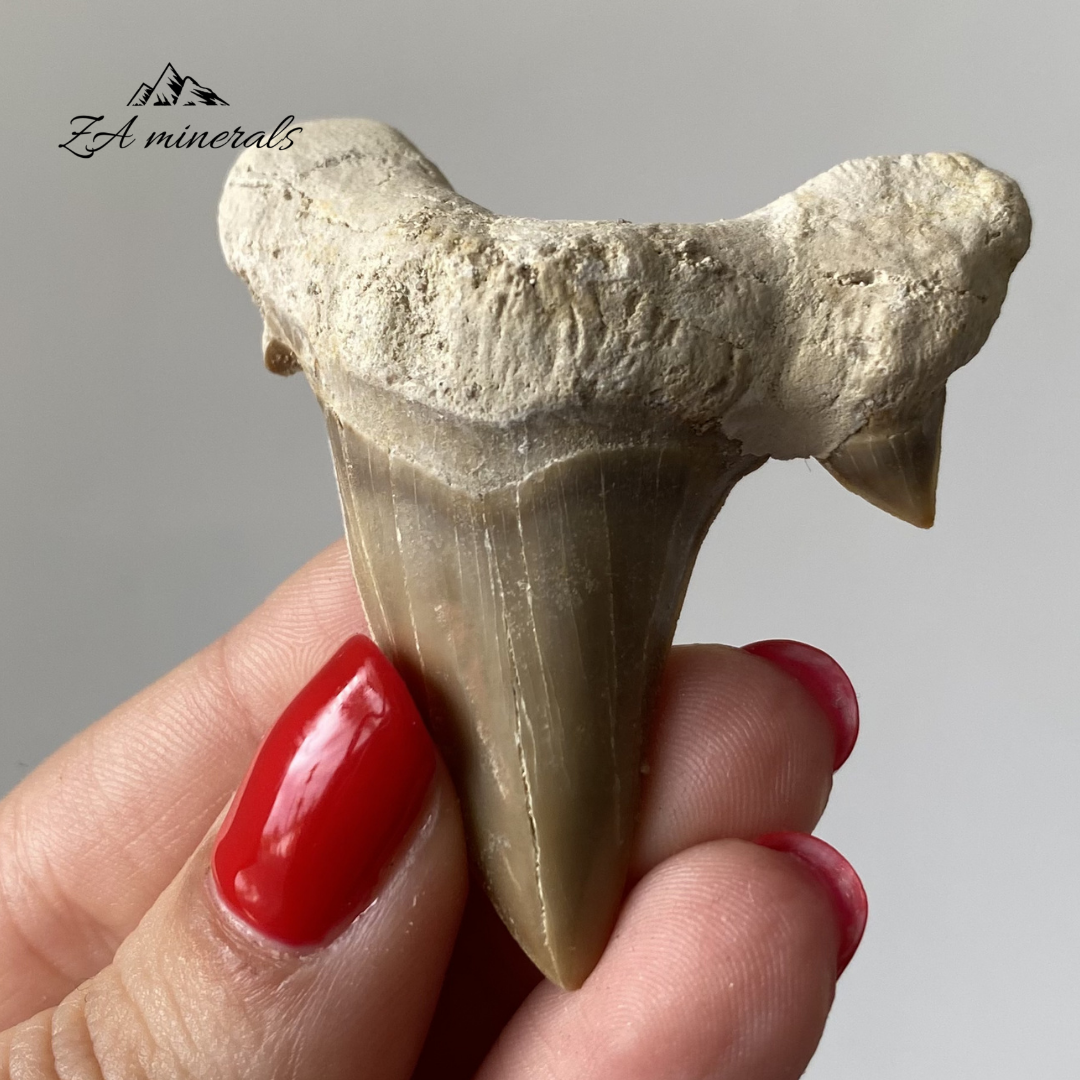 Fossilized Otodus obliquus Shark Tooth 0.022kg IY23
