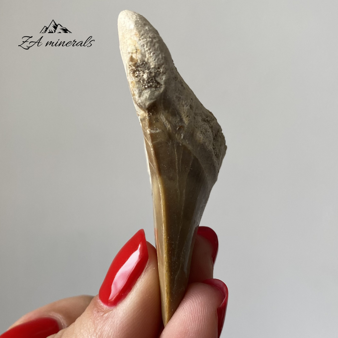 Fossilized Otodus obliquus Shark Tooth 0.022kg IY23