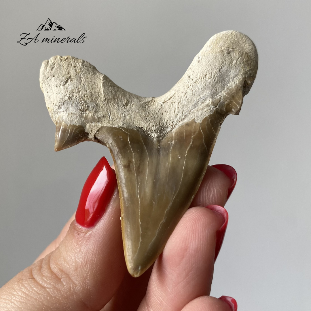 Fossilized Otodus obliquus Shark Tooth 0.022kg IY23