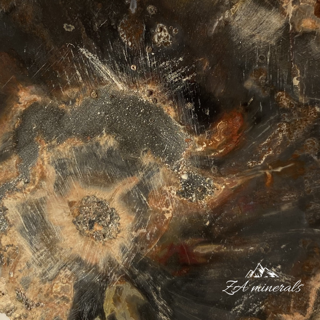 Polished Petrified Wood Slice 0.263kg IW16