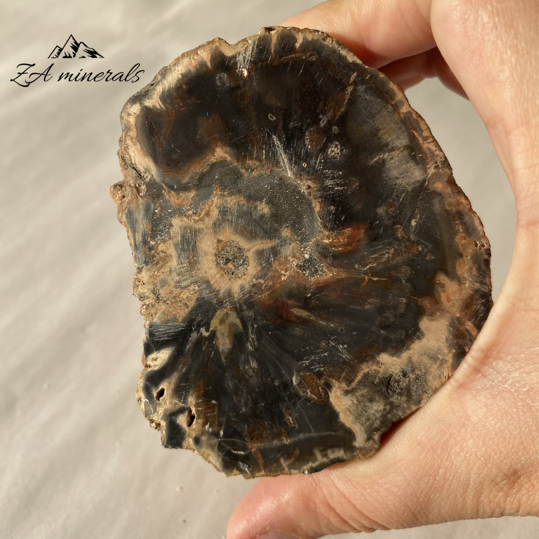 Polished Petrified Wood Slice 0.263kg IW16