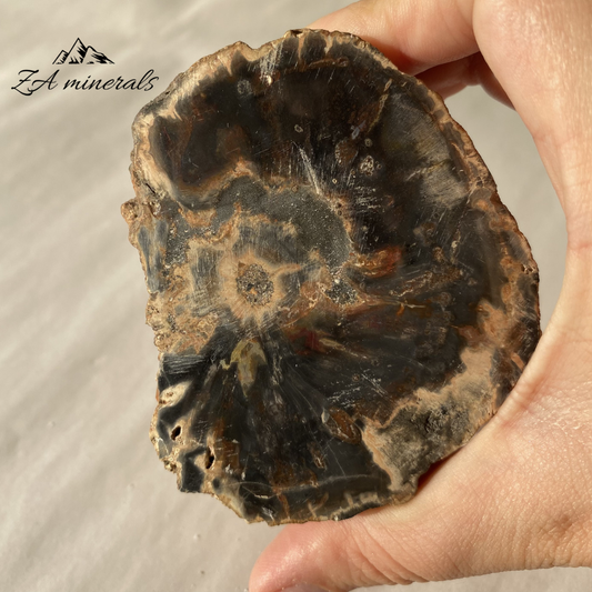 Polished Petrified Wood Slice 0.263kg IW16